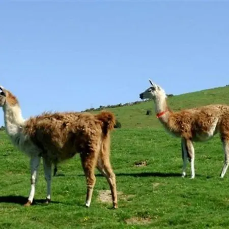 Διαμέρισμα La Mongie, 1 Piece, 4 Personnes - Fr-1-404-214 *